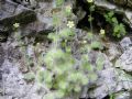 Saxifraga arachnoidea